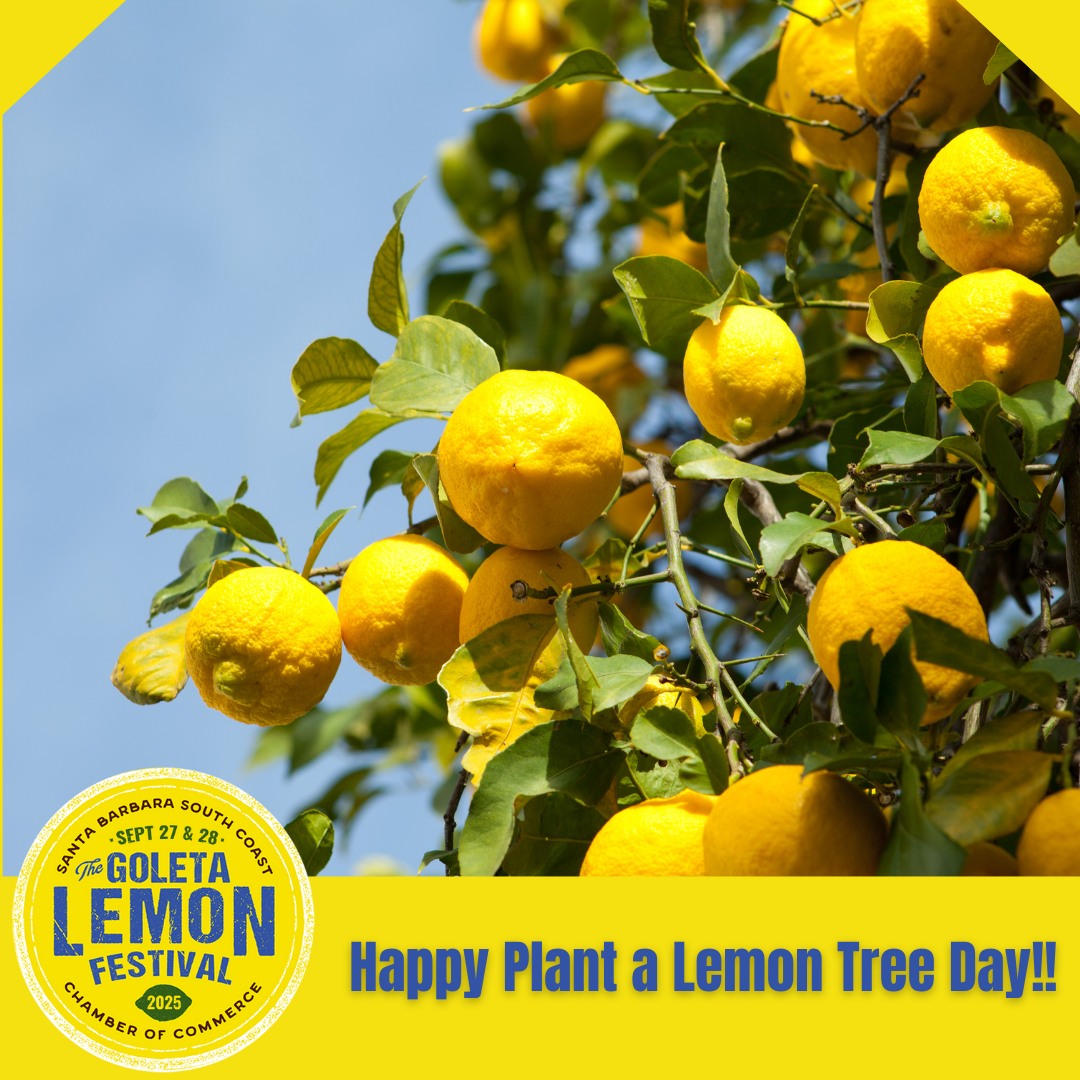 🌳🍋 Happy Plant a Lemon Tree Day! There's no better way to celebrate our love for lemons than by planting your very own tree — it's a gift that keeps on growing! 🌞🌱

Not only do lemon trees brighten your backyard, they also help the planet and bring fresh citrus joy for years to come. 

Snap a pic of your lemon tree and tag us! we’d love to see your growing grove! 💛