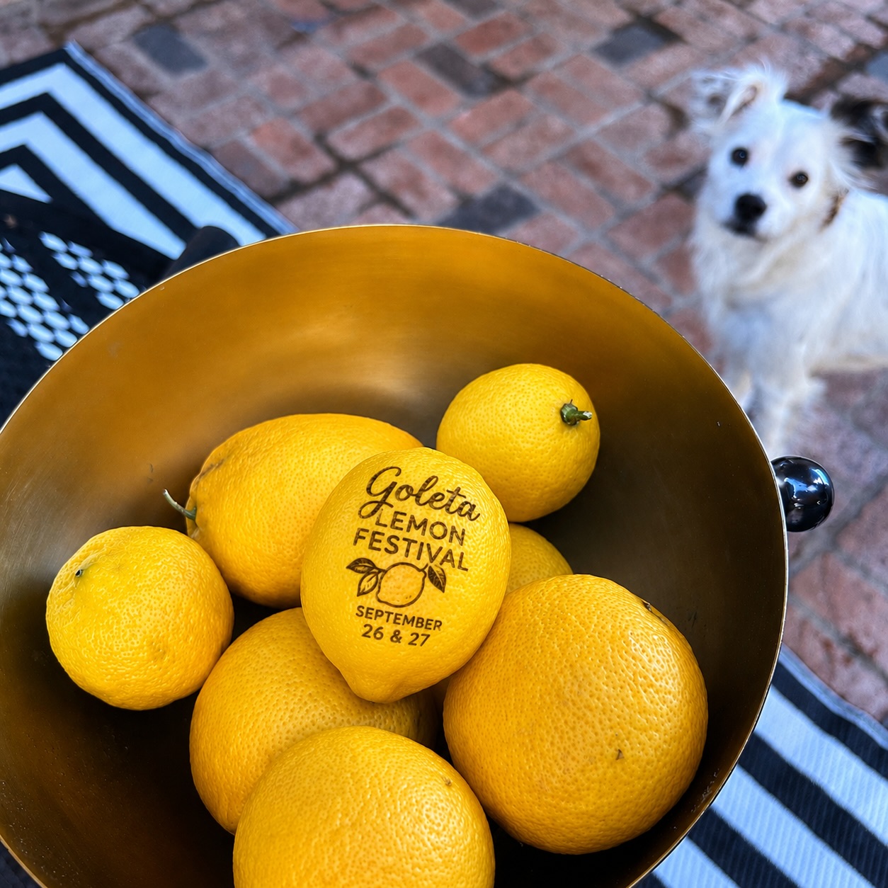 When life gives you lemons… make it the Goleta Lemon Festival! 🍋💛 

Even Lola is getting into the lemon spirit! 🐶 We love our pups, but just a friendly reminder that pets are not allowed at the festival, so please leave your furry friends cozy at home. 

Join us September 26–27 at Girsh Park for a weekend full of lemony fun, food, entertainment, family activities and more! 🍋✨ #GoletaLemonFestival #Goleta #LemonFestival #SantaBarbara #GoletaCalifornia